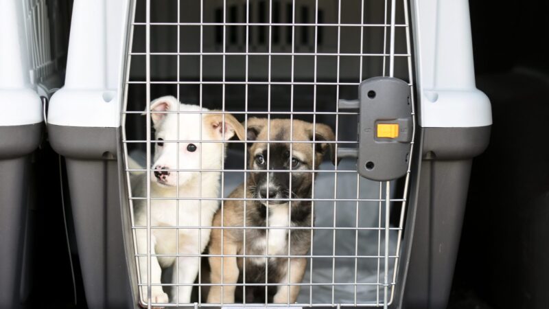 Quem usar veículos para abandonar animais pode ter a CNH suspensa