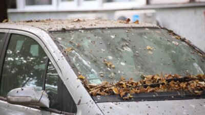 Cocô de pássaro pode estragar a pintura do carro? Saiba como remover sem causar manchas
