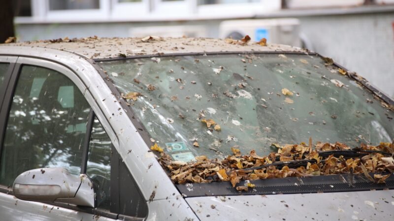 Cocô de pássaro pode estragar a pintura do carro? Saiba como remover sem causar manchas