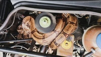 Jiboia de 1,5 metro se esconde no motor de um carro em MG; entenda por que isso acontece